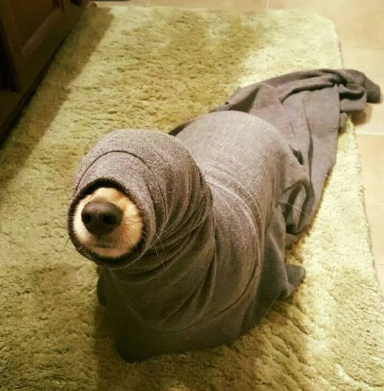 Its a seal.. or a dog thats blind.